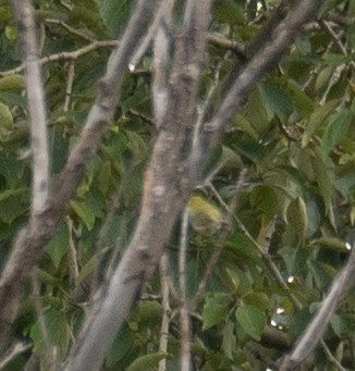 Chestnut-flanked White-eye - ML647393404