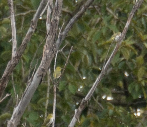 Chestnut-flanked White-eye - ML647393405