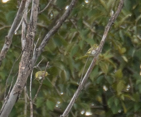 Chestnut-flanked White-eye - ML647393406