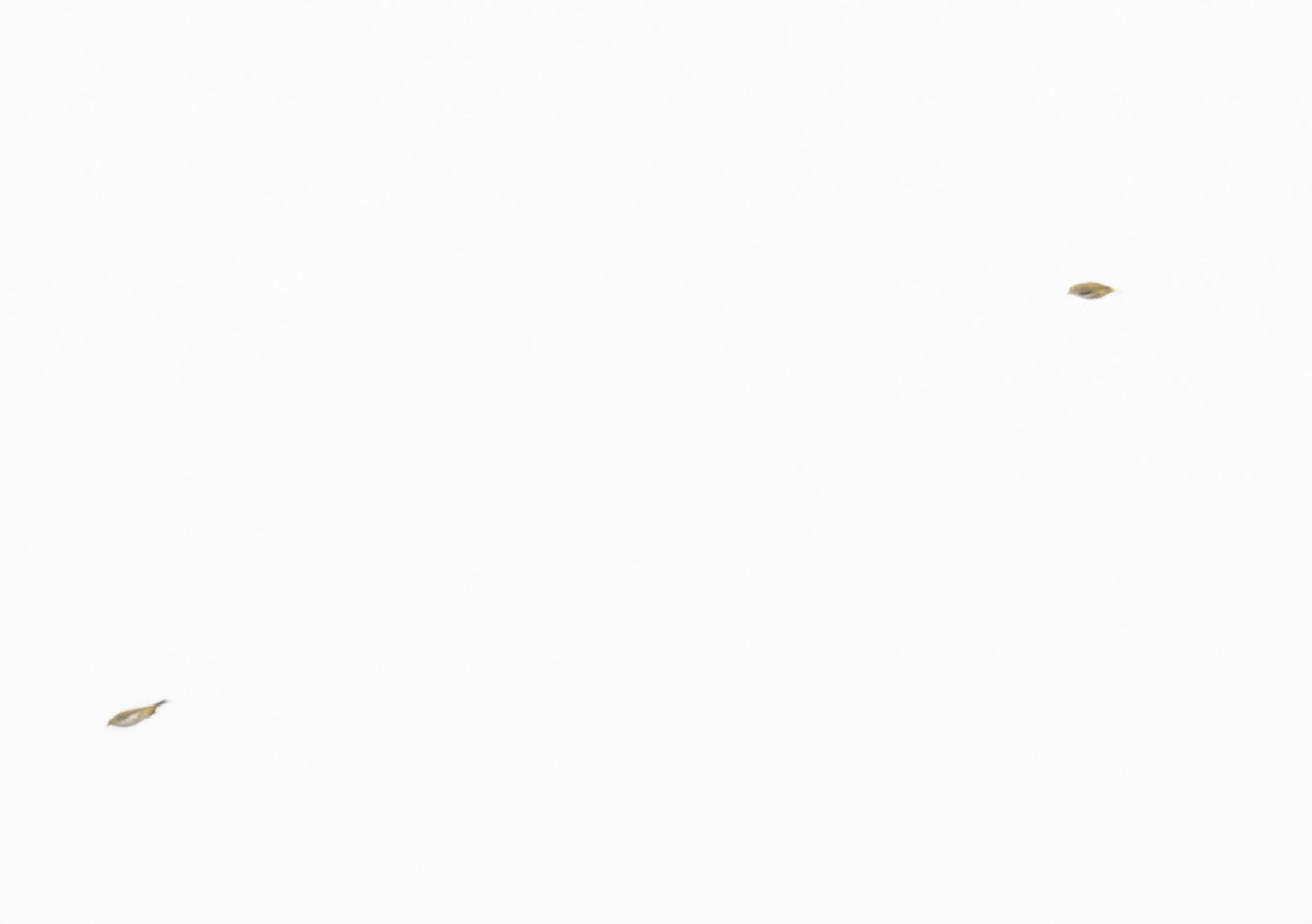 Chestnut-flanked White-eye - ML647393421