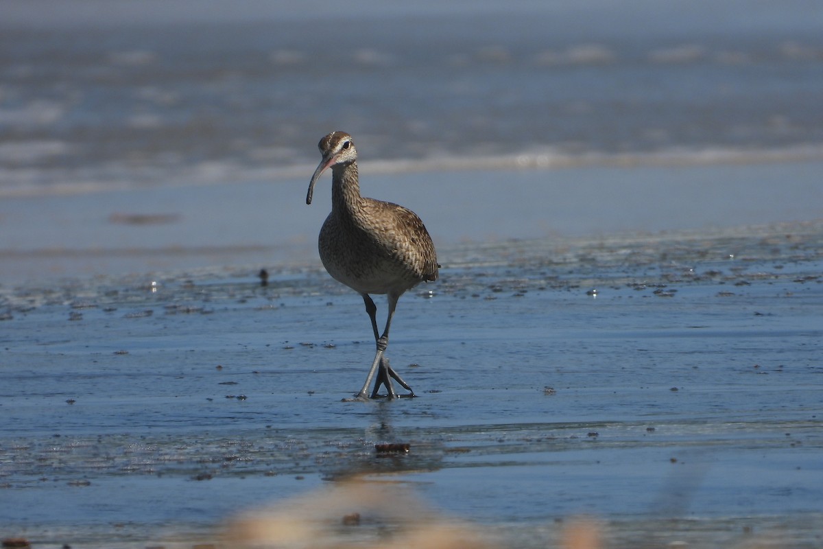 Hudsonian Whimbrel - ML647393422