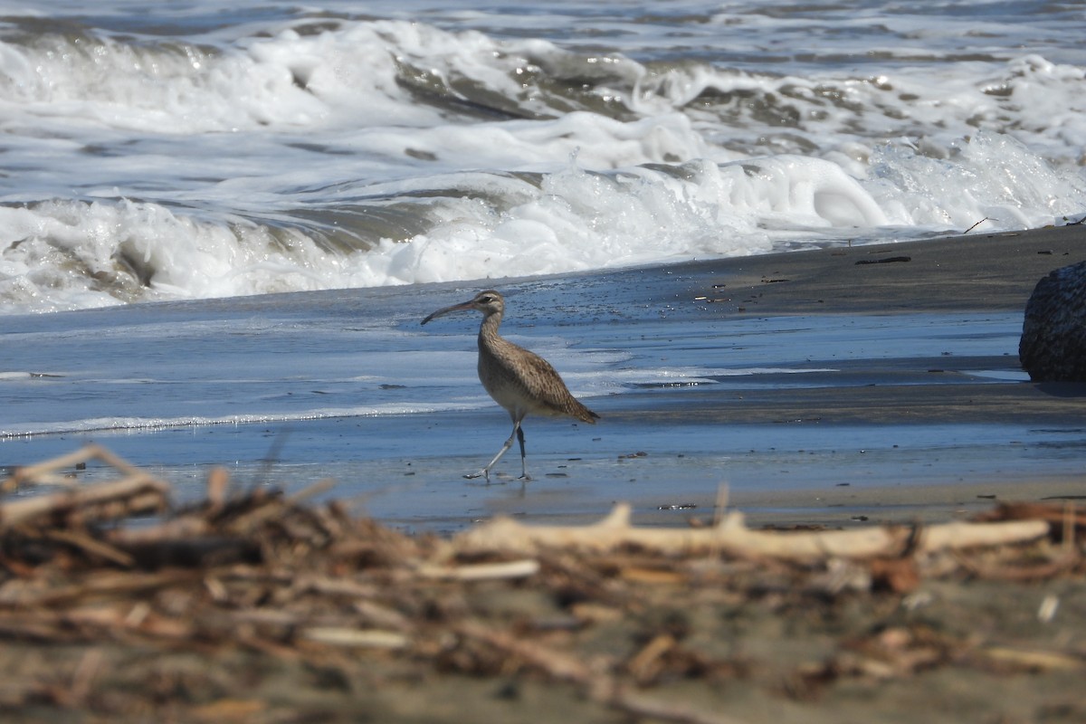 Hudsonian Whimbrel - ML647393423