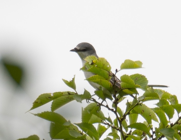 サンショウクイ - ML647393424