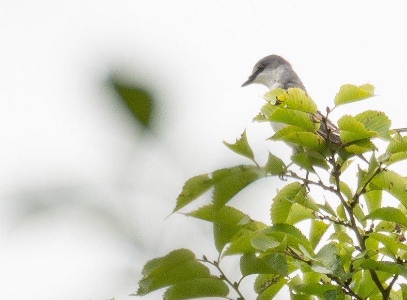 サンショウクイ - ML647393425