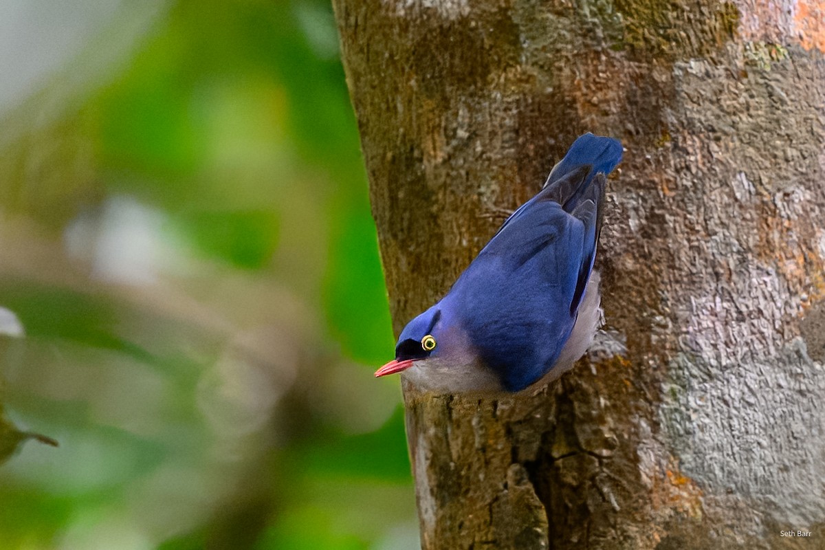 Velvet-fronted Nuthatch - ML647393426