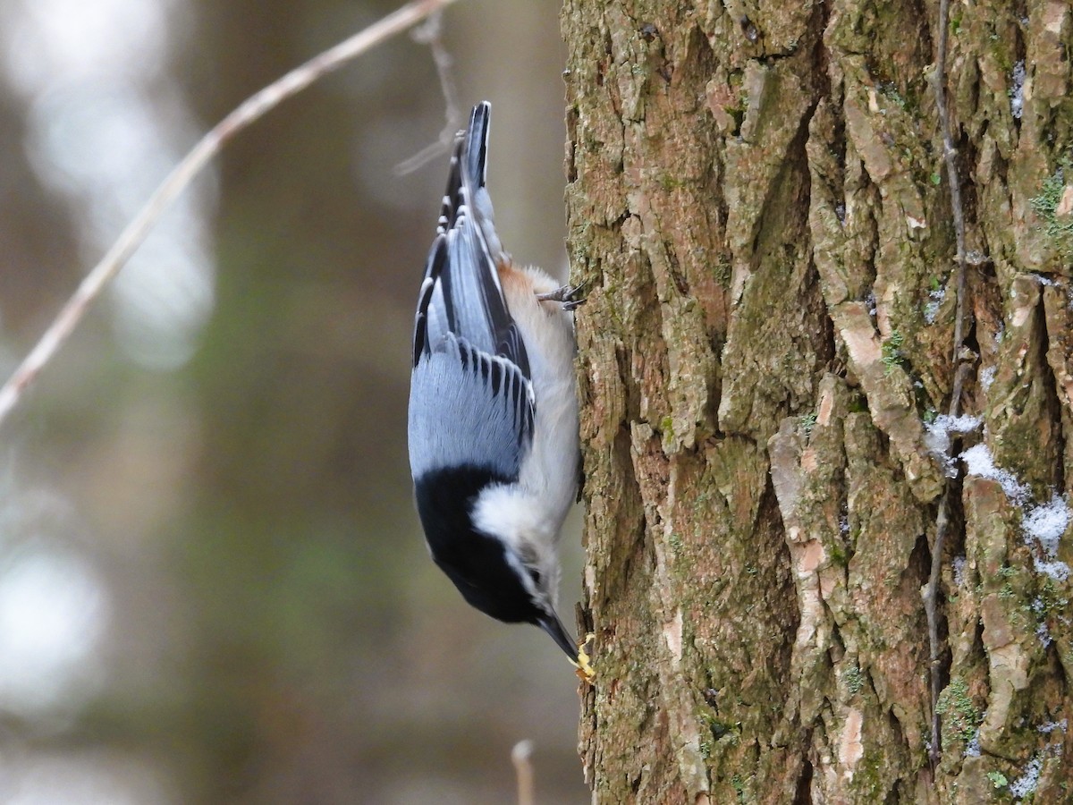 White-breasted Nuthatch - ML647393428
