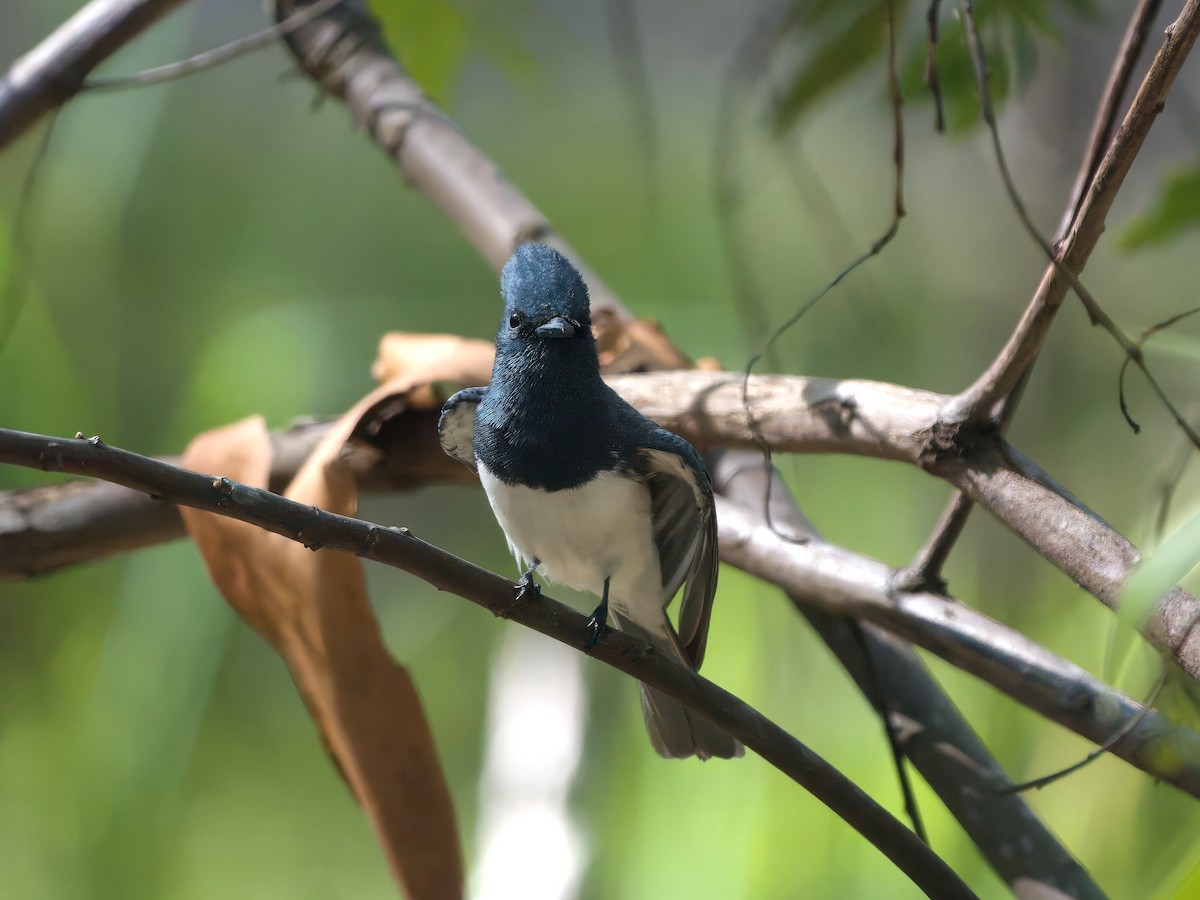 Leaden Flycatcher - ML647393429
