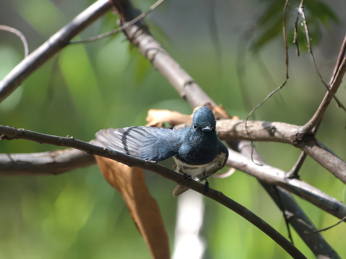 Leaden Flycatcher - ML647393432