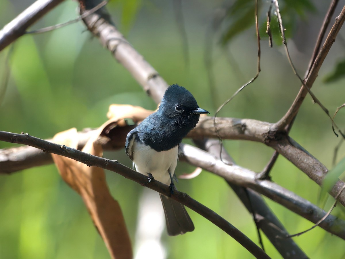 Leaden Flycatcher - ML647393433