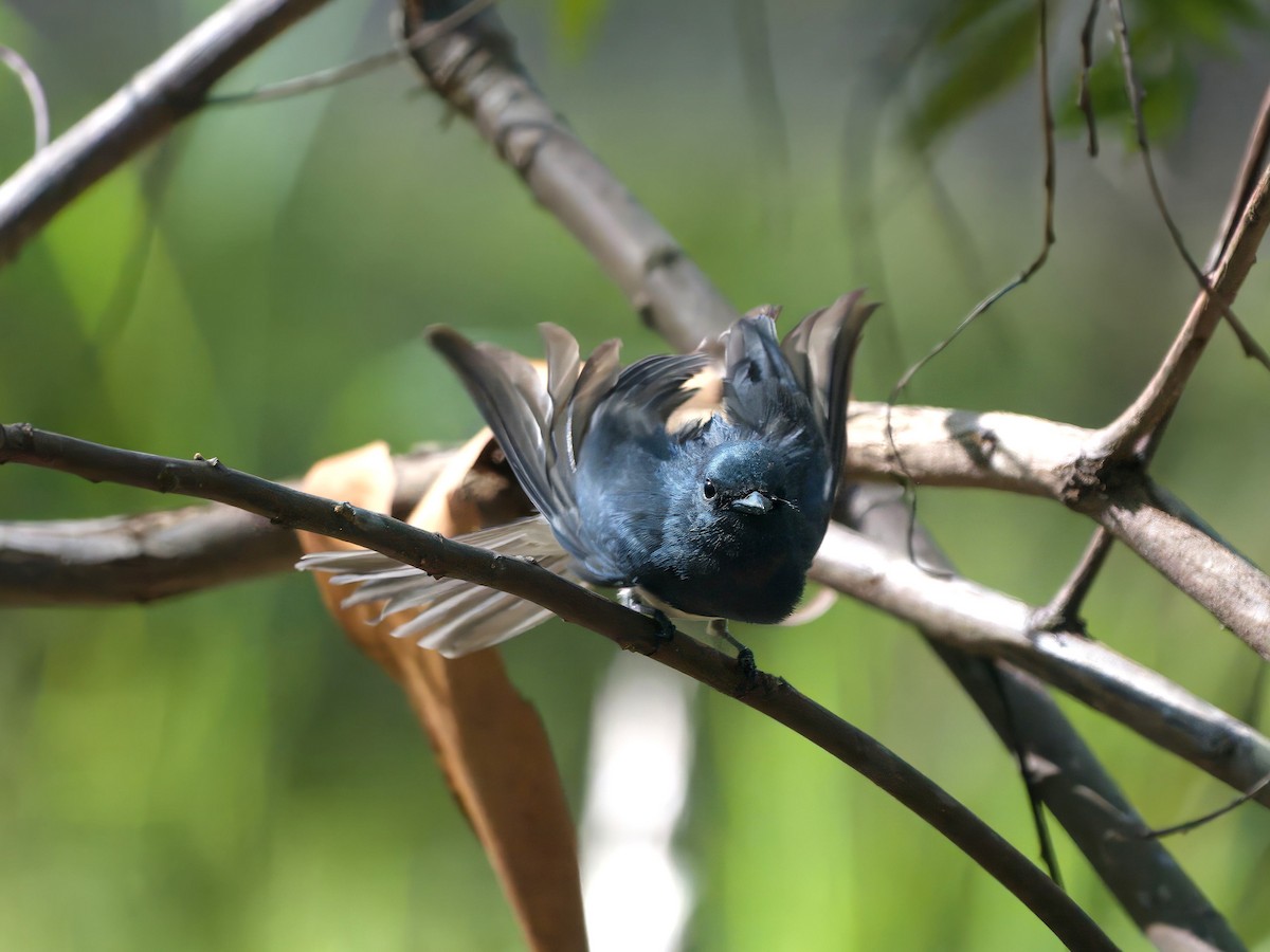 Leaden Flycatcher - ML647393434