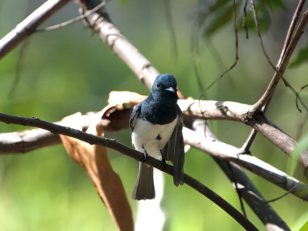 Leaden Flycatcher - ML647393435