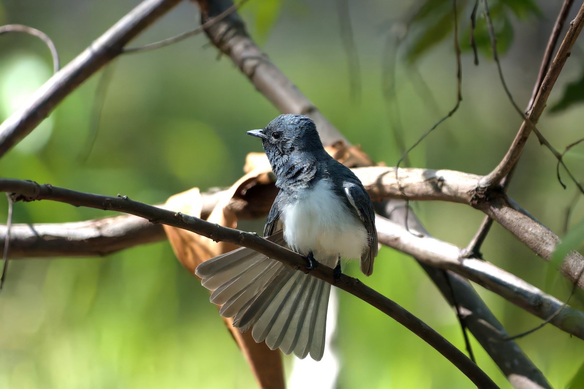 Leaden Flycatcher - ML647393436