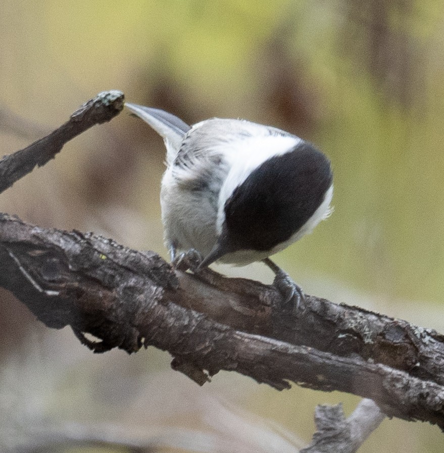 Mésange boréale - ML647393440