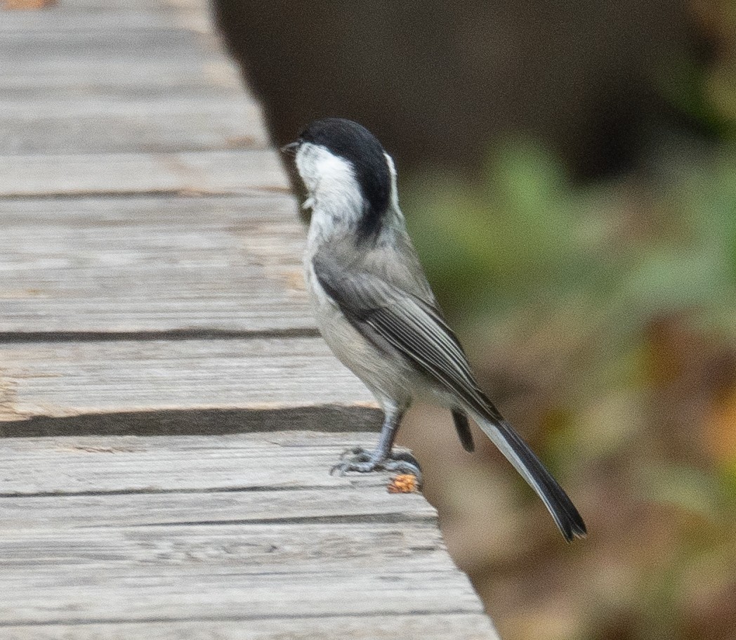 Mésange boréale - ML647393441