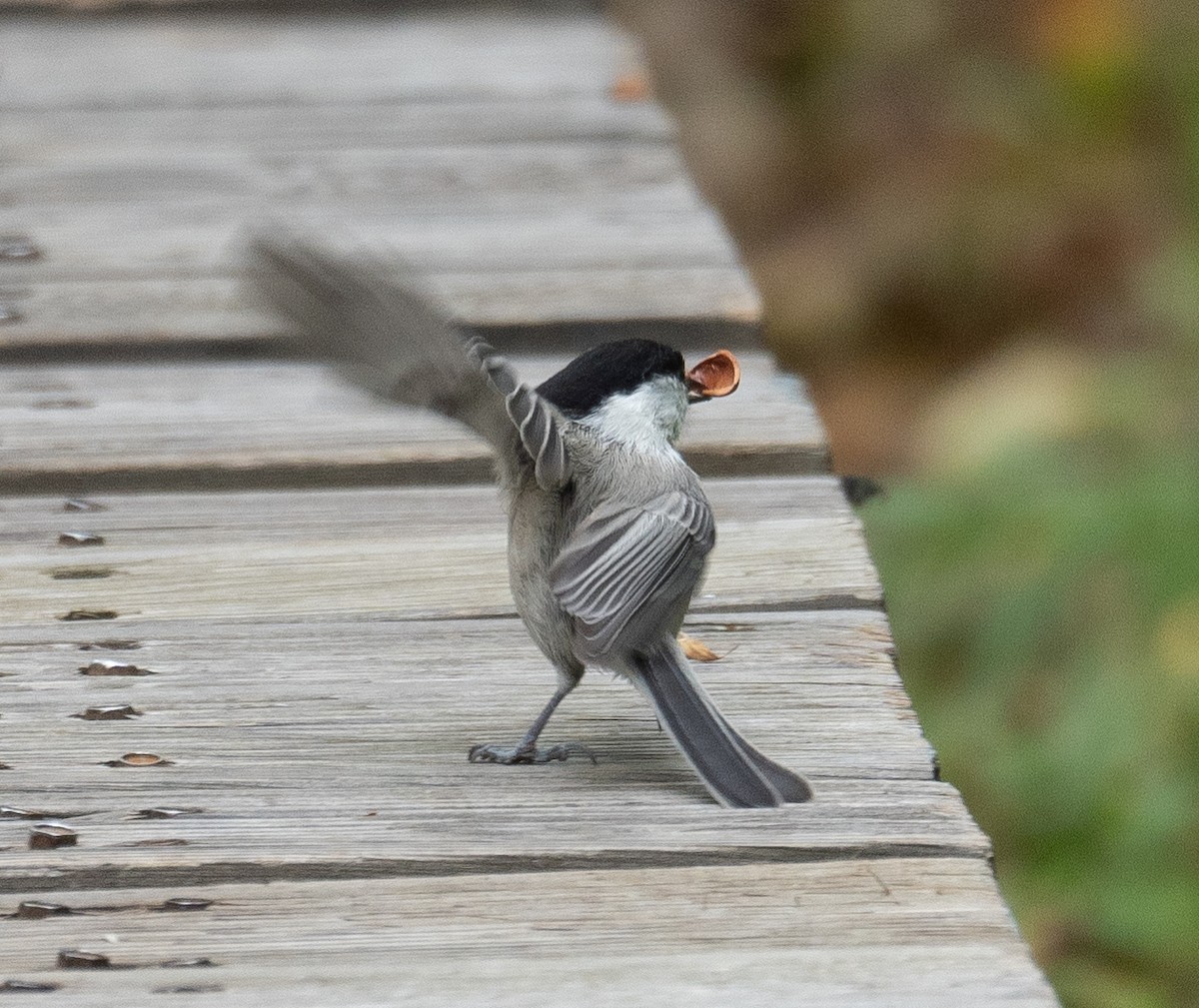 Mésange boréale - ML647393442