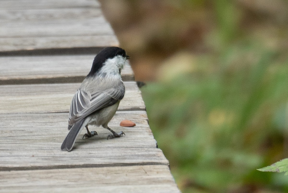 Mésange boréale - ML647393443