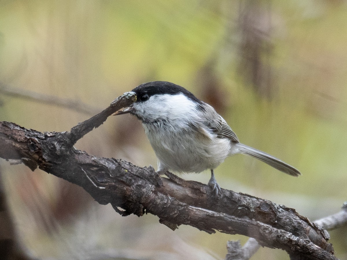 Mésange boréale - ML647393444