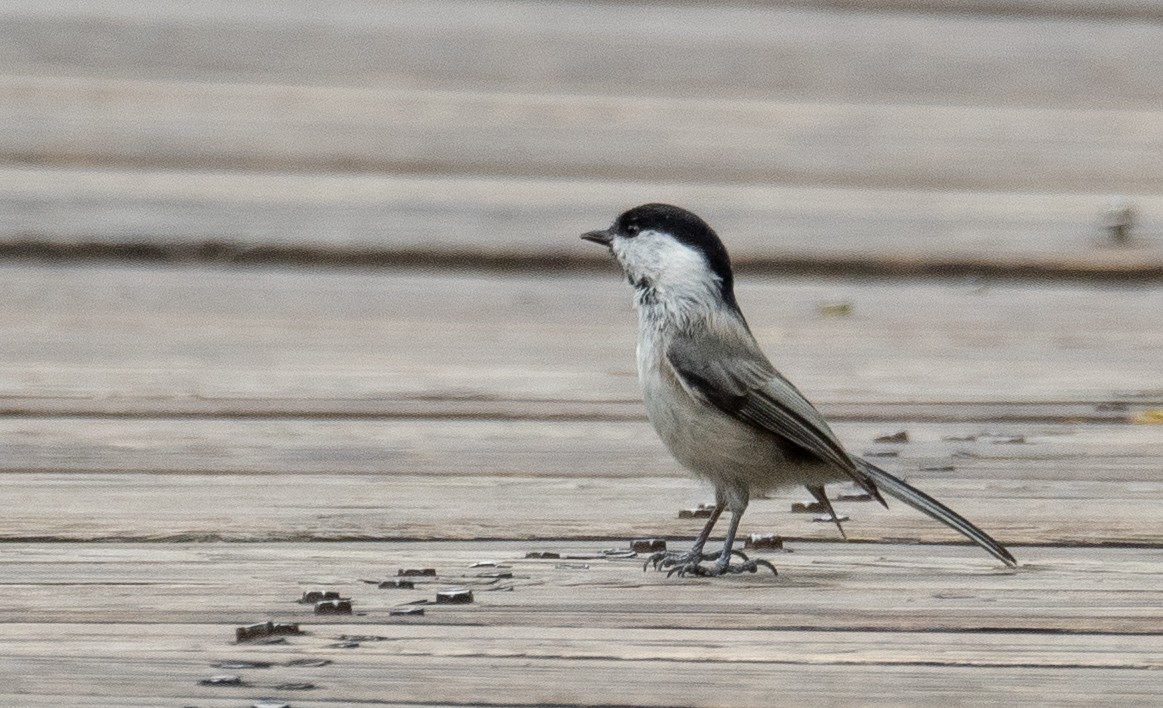 Mésange boréale - ML647393446