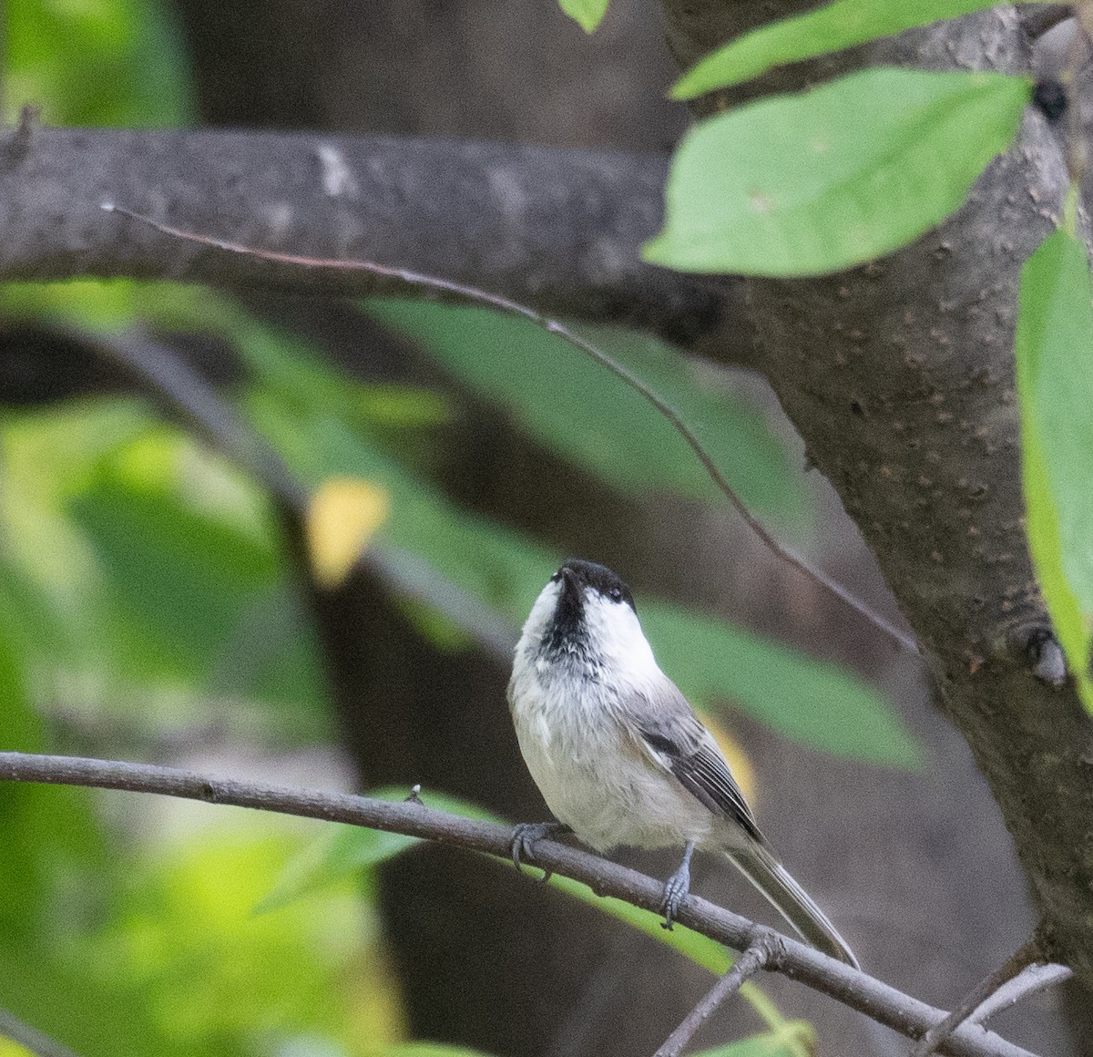 Mésange boréale - ML647393447