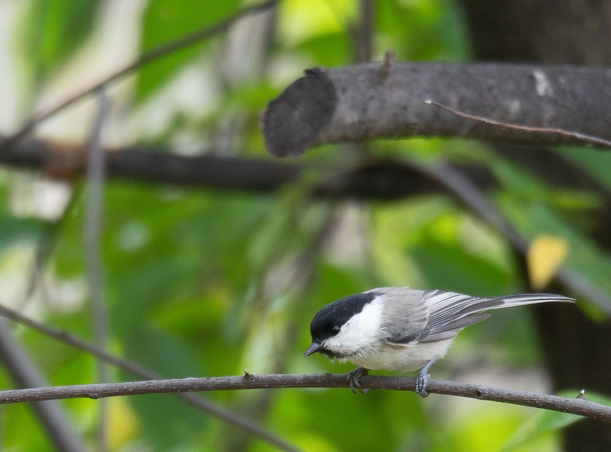 Mésange boréale - ML647393448