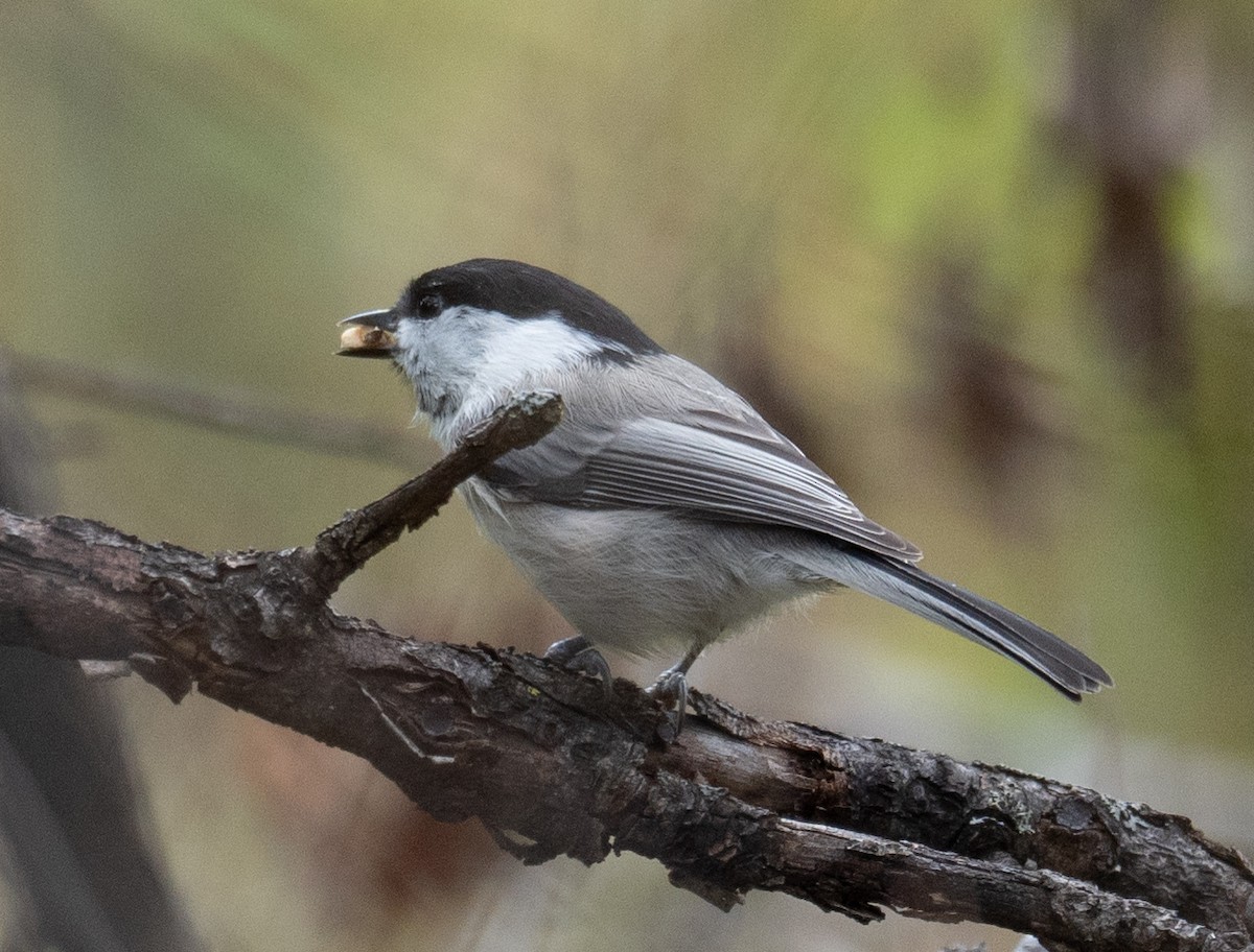 Mésange boréale - ML647393449