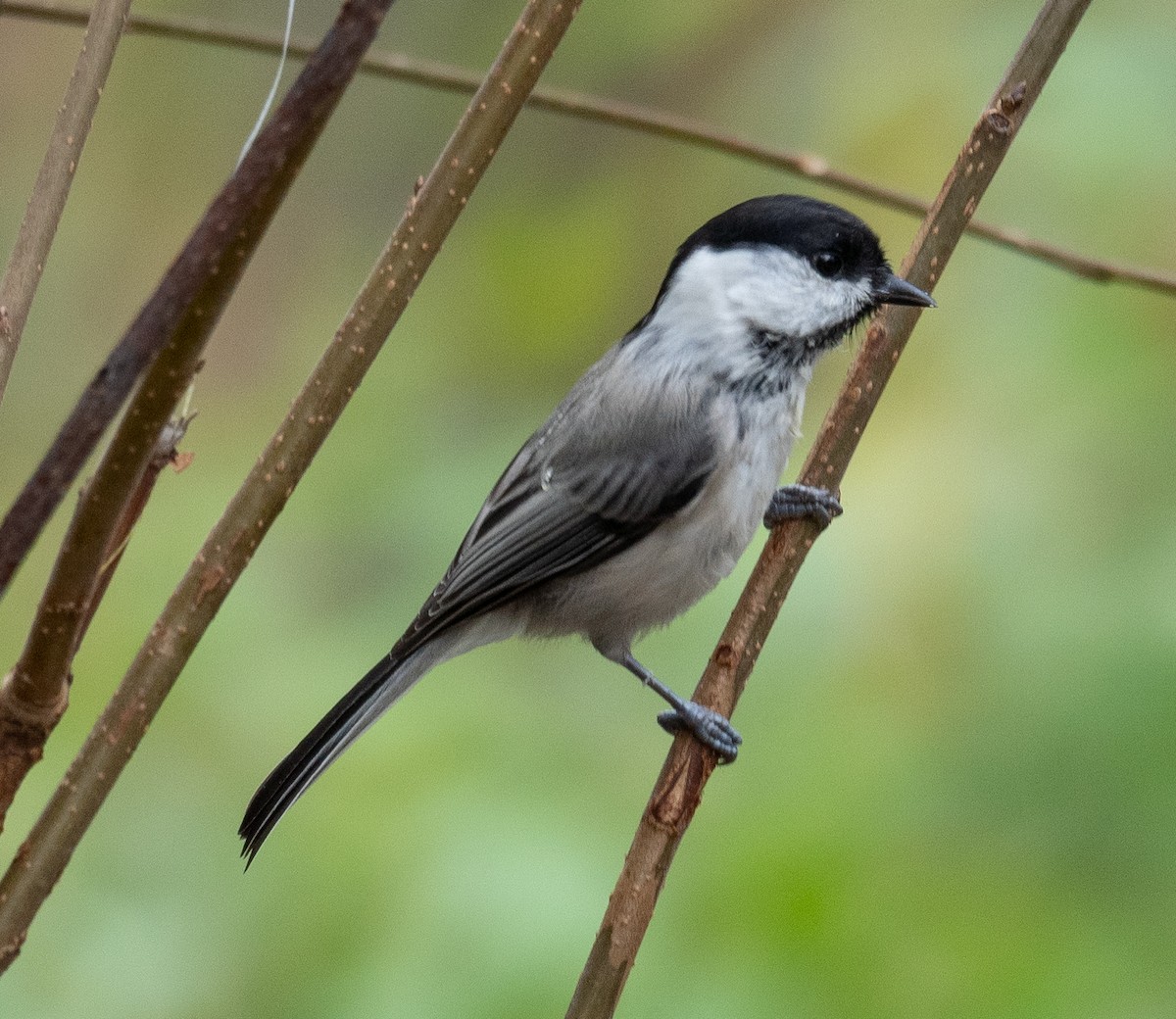 Mésange boréale - ML647393450