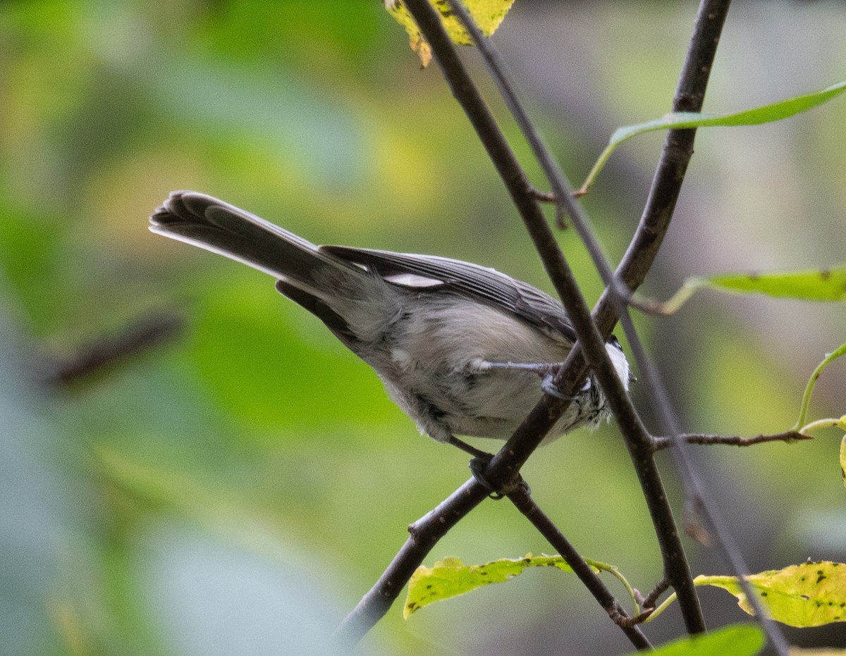 Mésange boréale - ML647393451