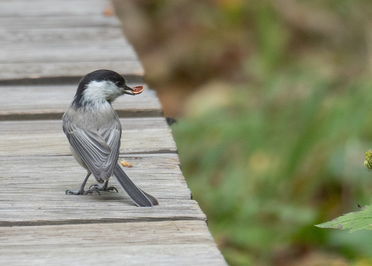 Mésange boréale - ML647393452