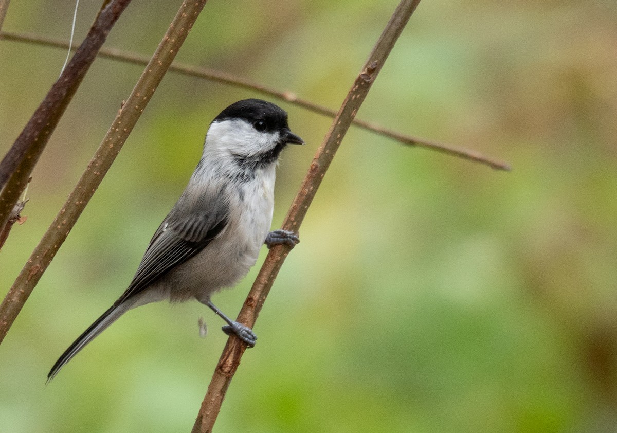 Mésange boréale - ML647393453