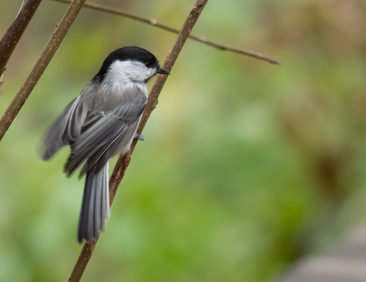 Mésange boréale - ML647393454