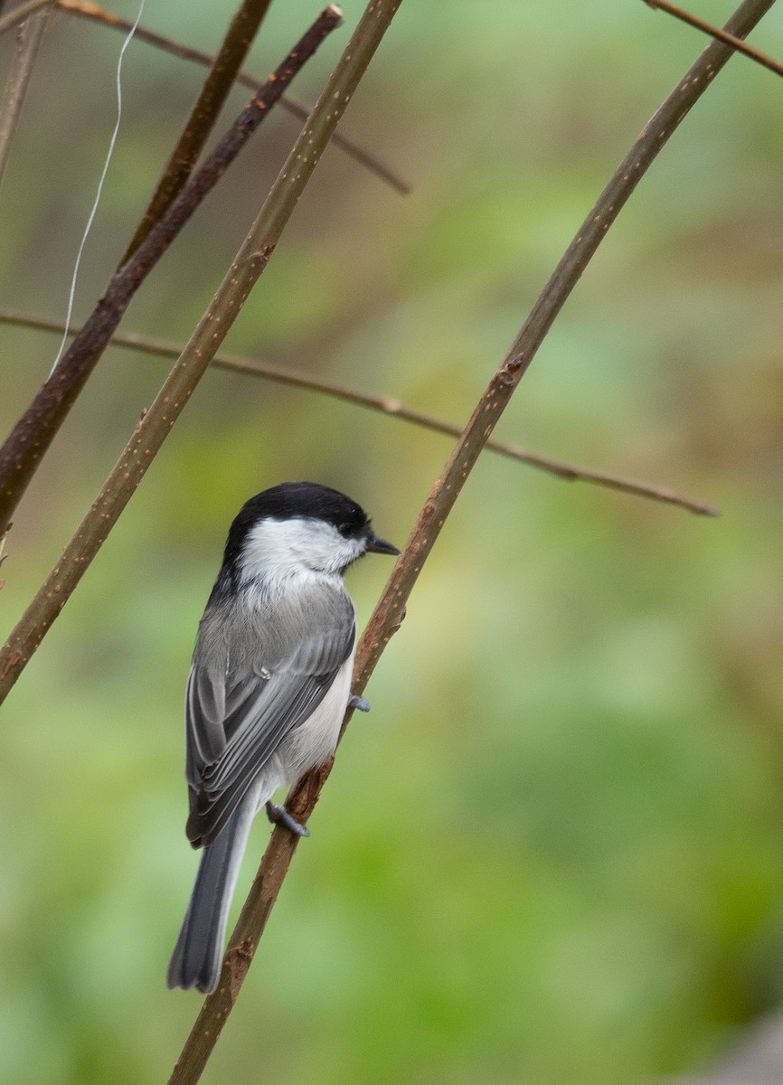 Mésange boréale - ML647393456