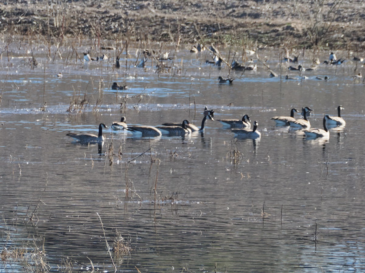 Canada Goose - ML647393458