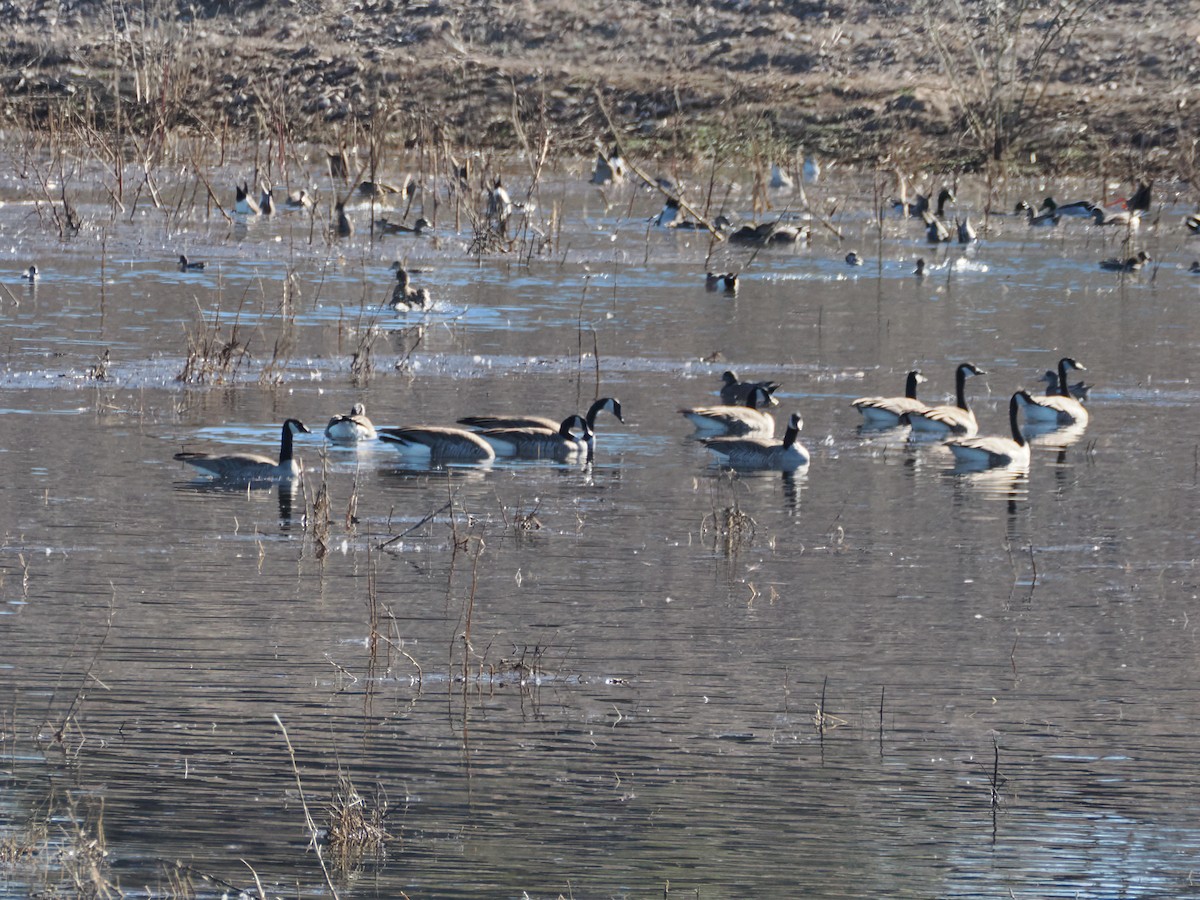 Canada Goose - ML647393459