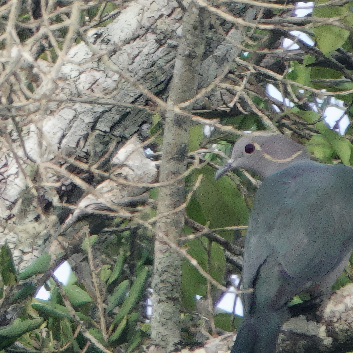 Green Imperial-Pigeon - ML647393463