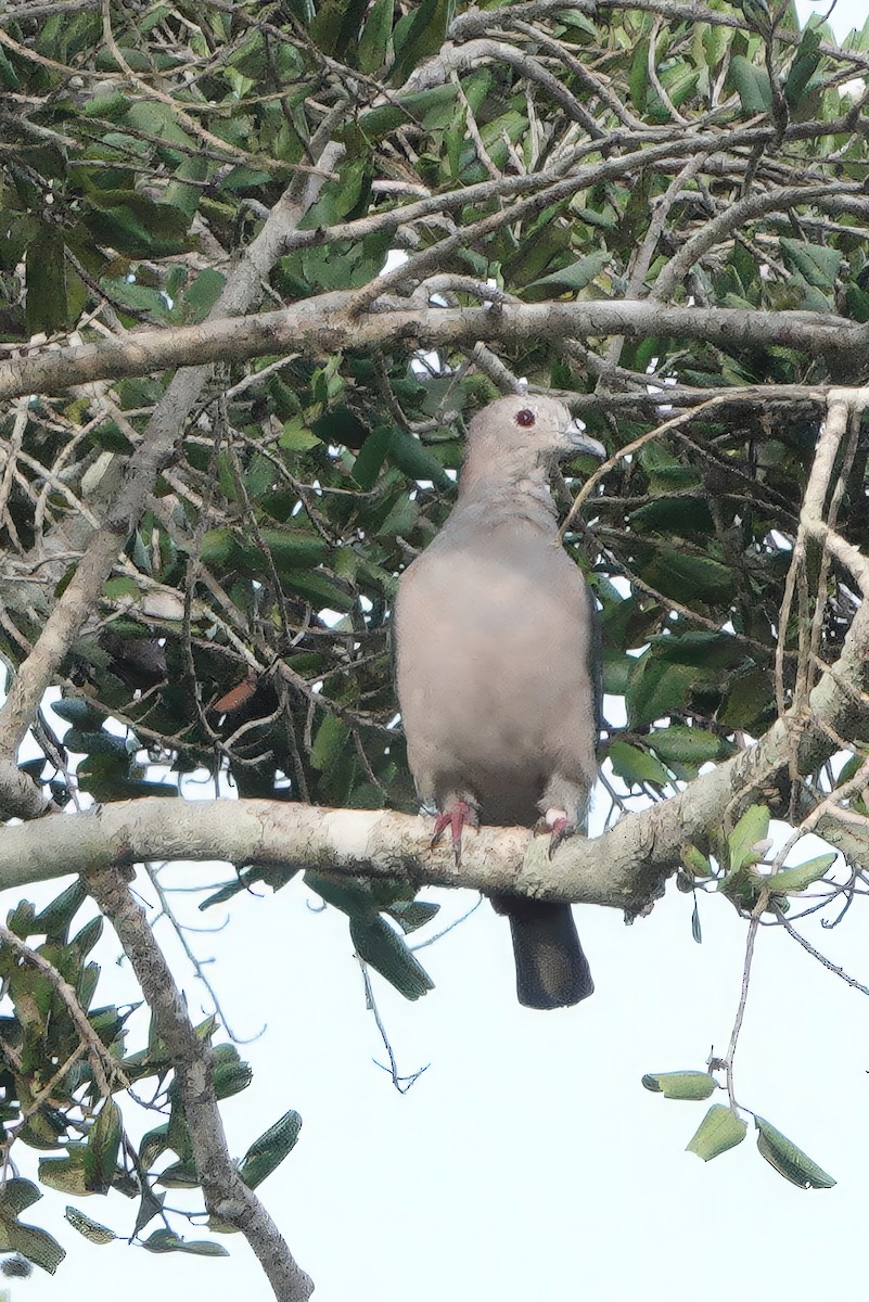 Green Imperial-Pigeon - ML647393469