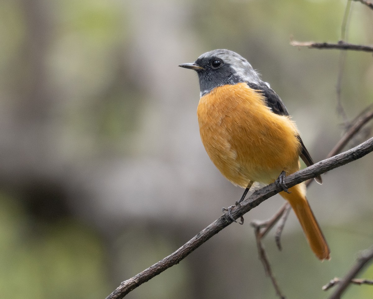 חכלילית סיבירית - ML647393470