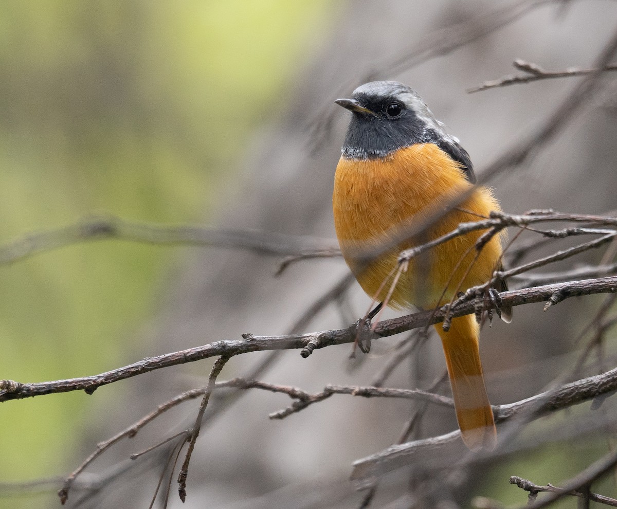 חכלילית סיבירית - ML647393472