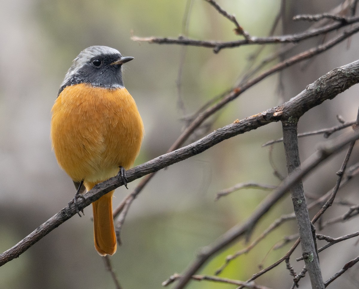 חכלילית סיבירית - ML647393473