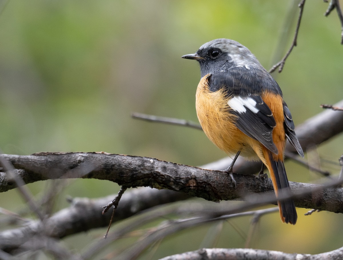 חכלילית סיבירית - ML647393474