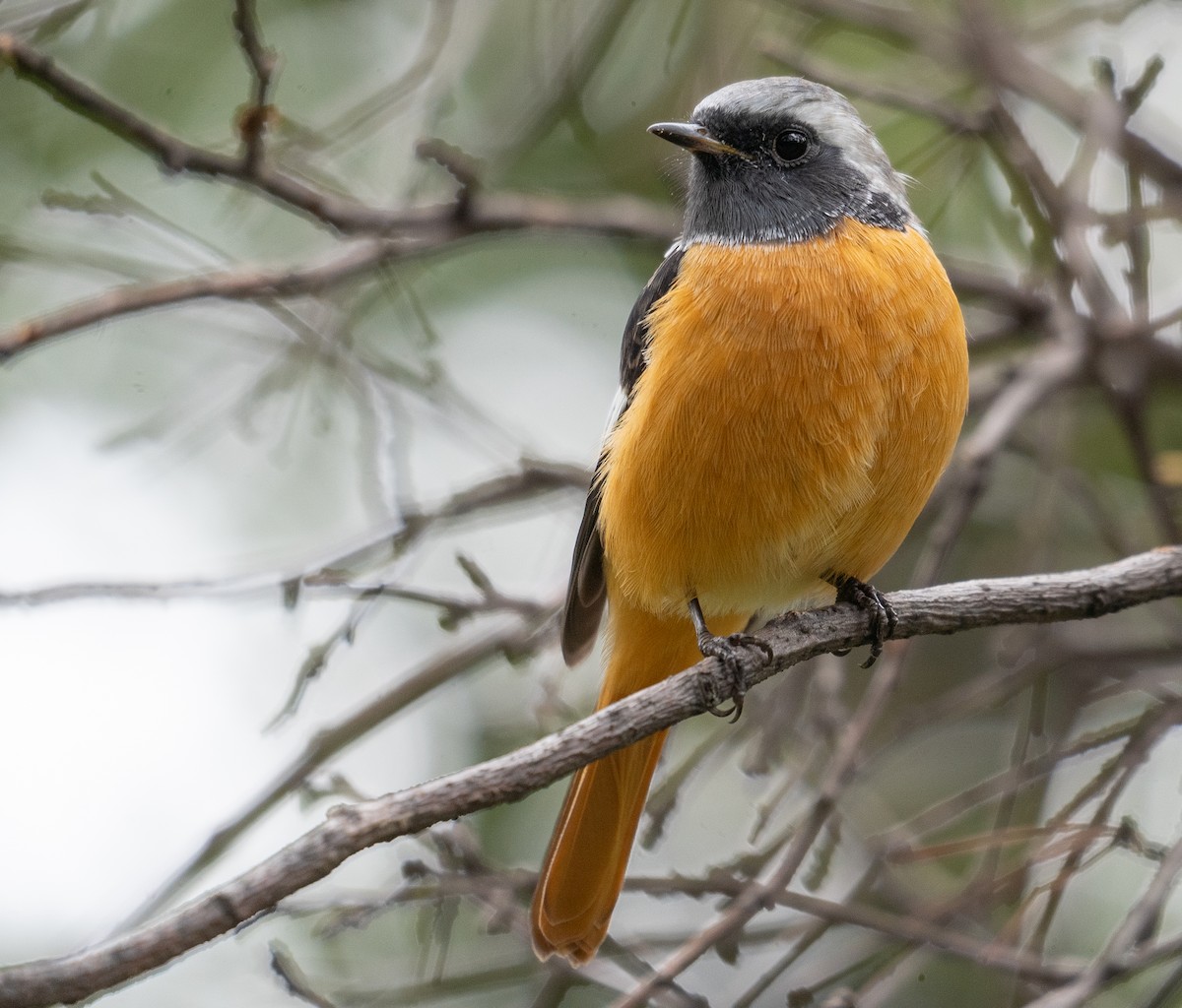 חכלילית סיבירית - ML647393475