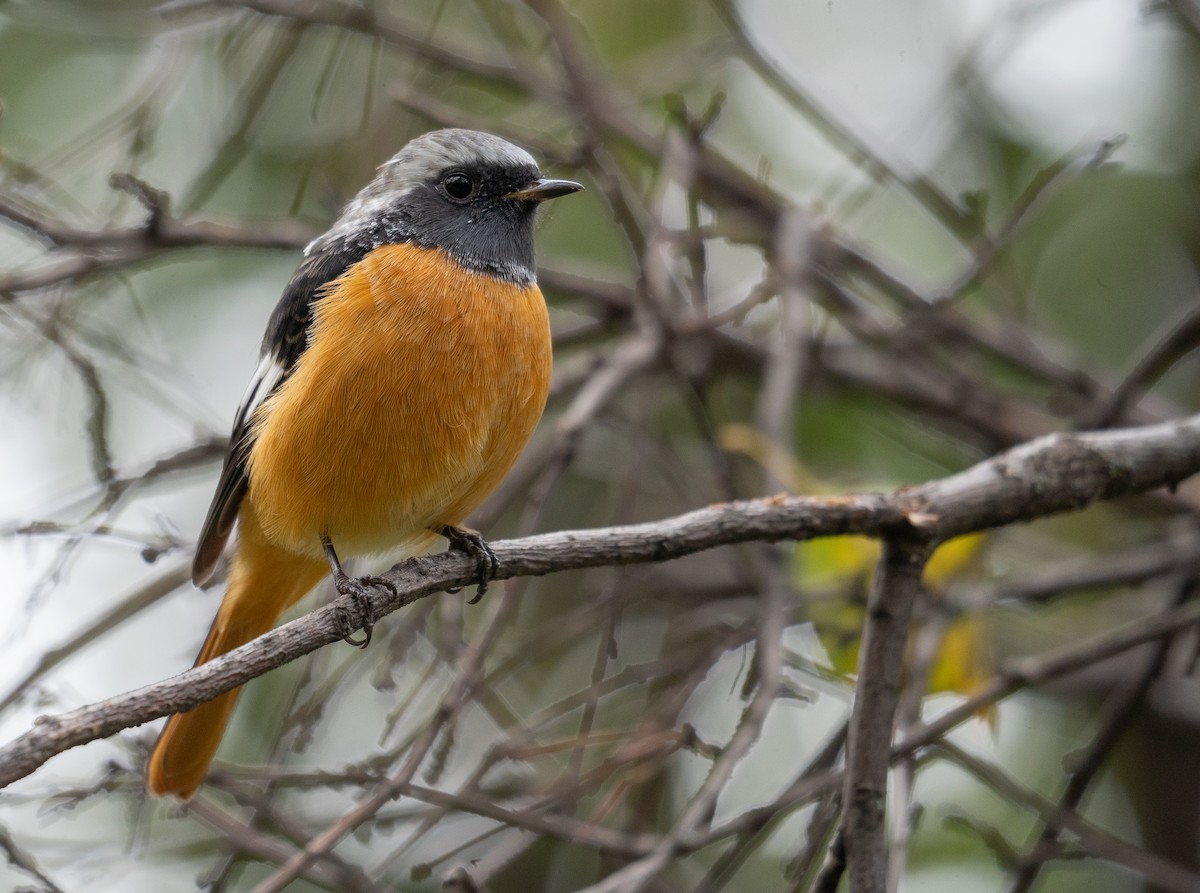 חכלילית סיבירית - ML647393476