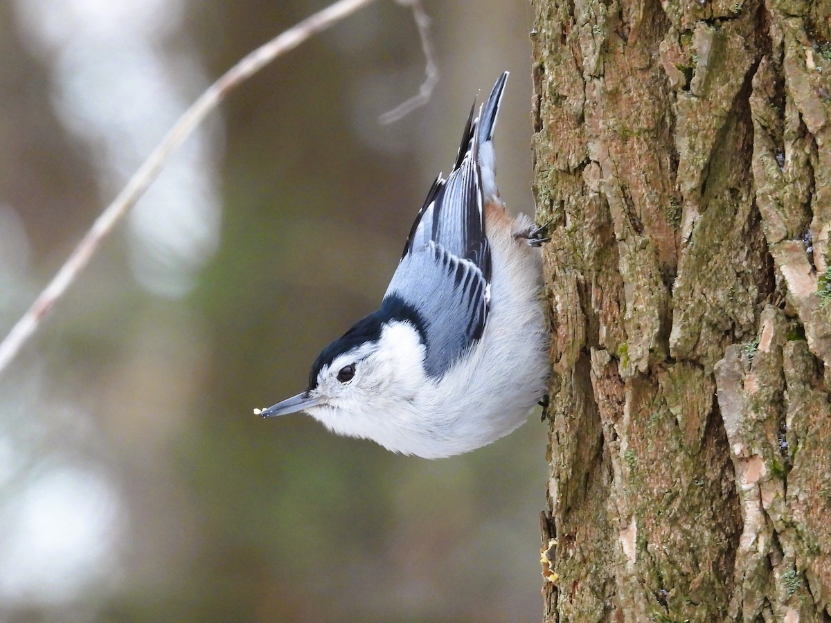 White-breasted Nuthatch - ML647393477