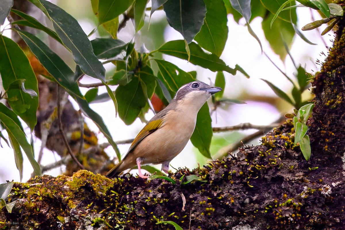 White-browed Shrike-Babbler (Blyth's) - ML647393478
