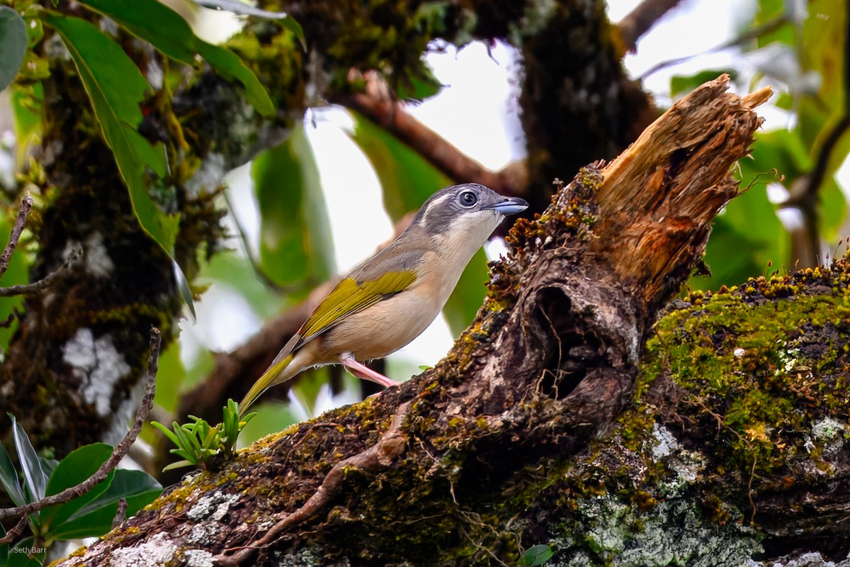 White-browed Shrike-Babbler (Blyth's) - ML647393479