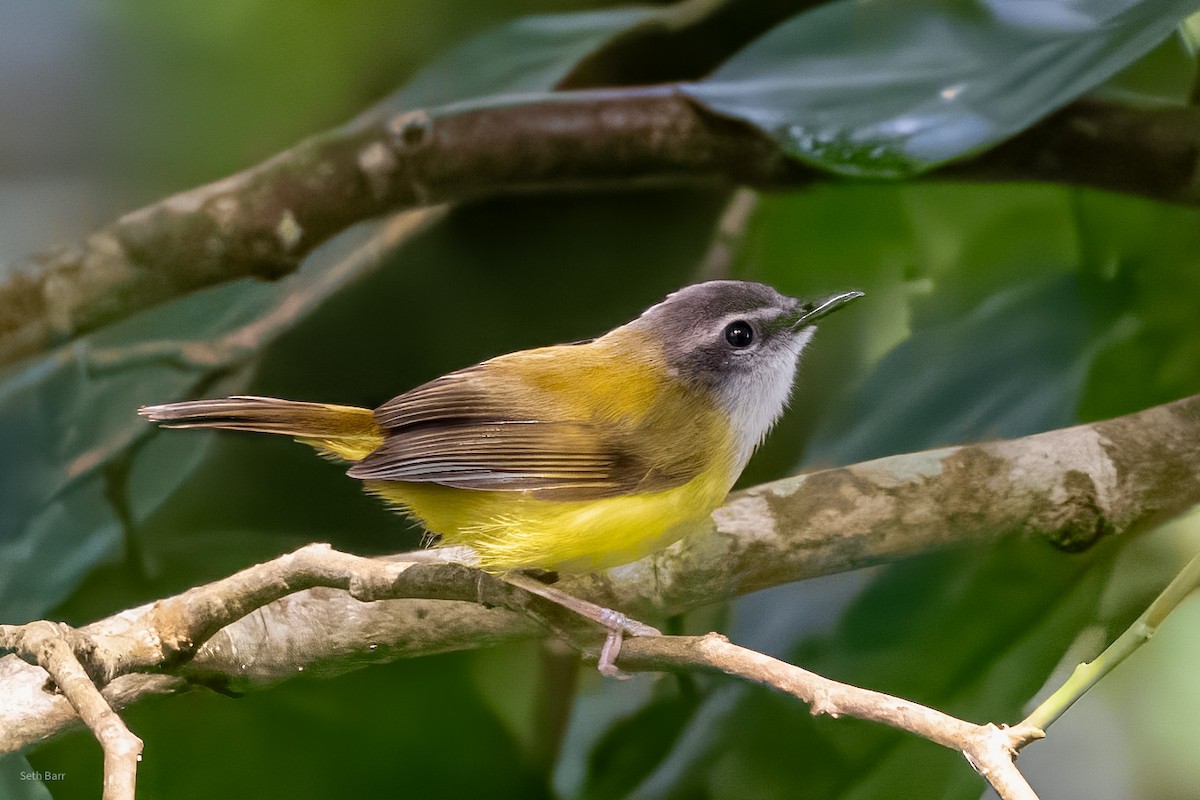 Yellow-bellied Warbler - ML647393491