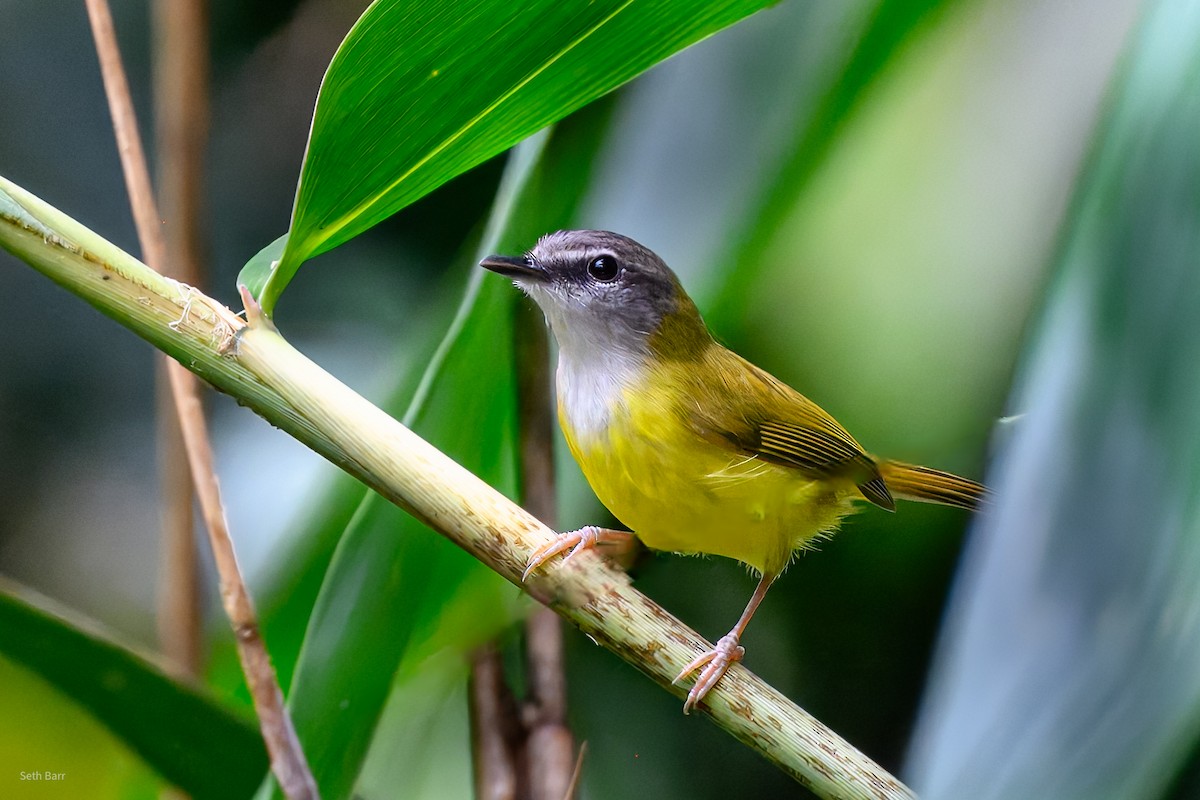 Yellow-bellied Warbler - ML647393492