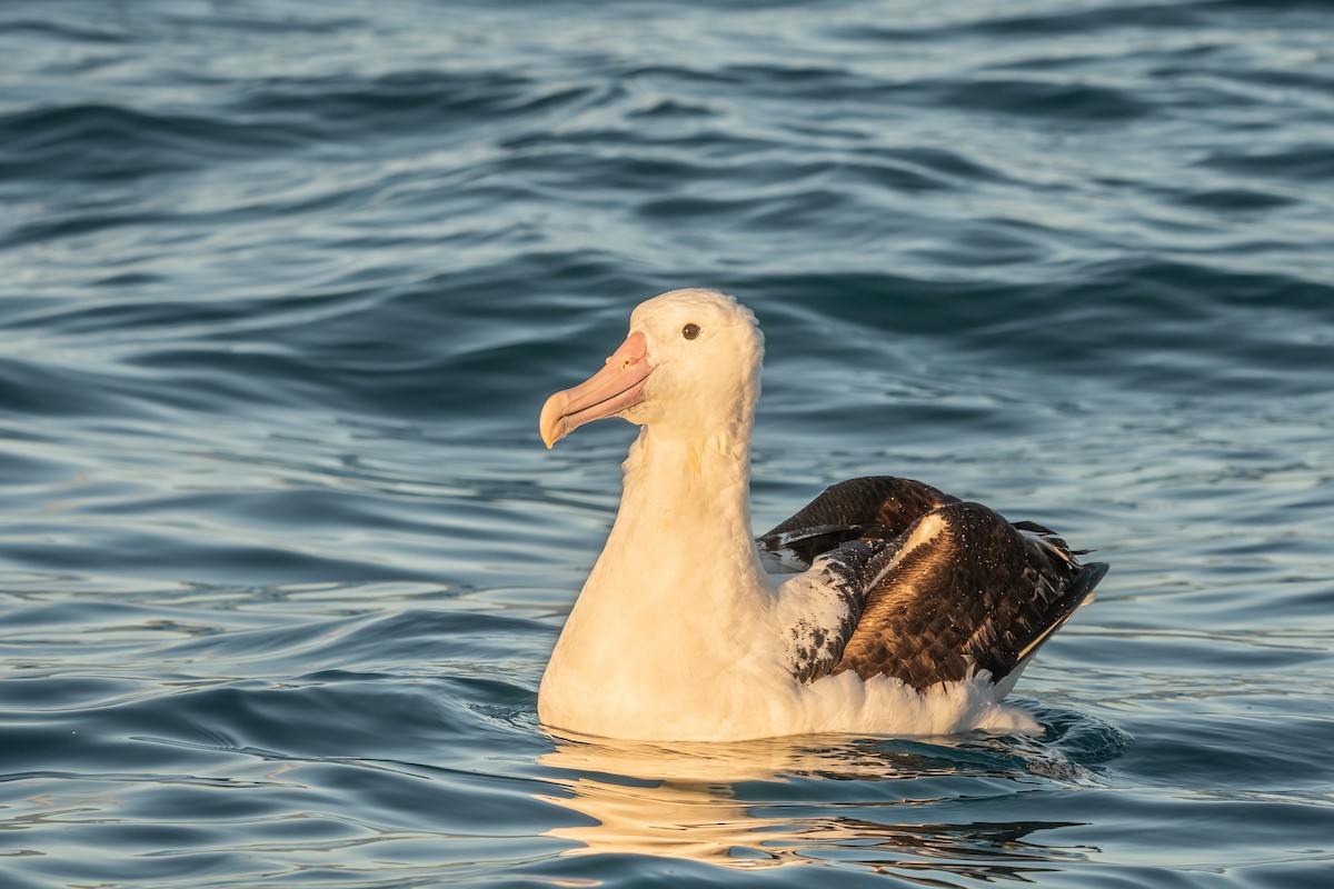 Northern Royal Albatross - ML647393499