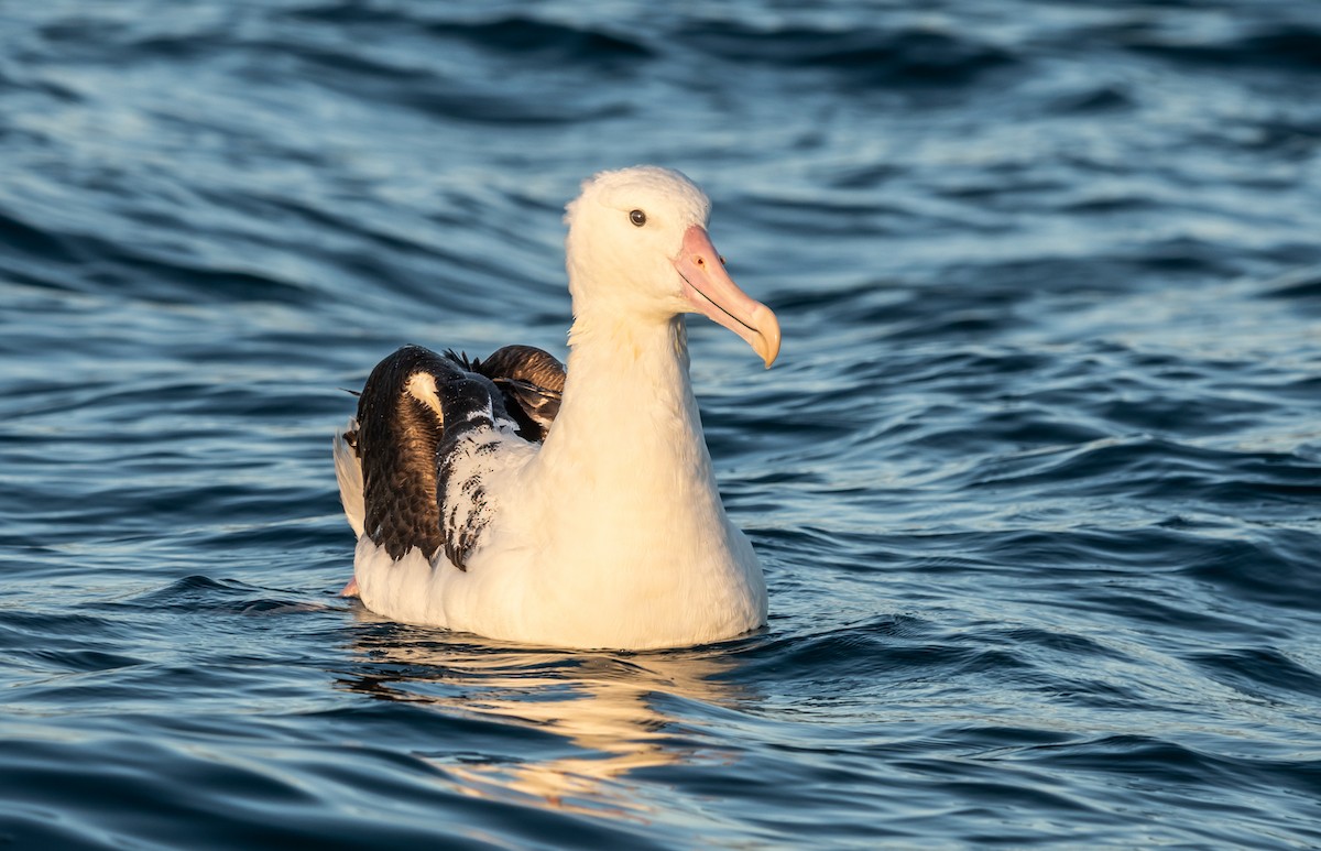 Northern Royal Albatross - ML647393500