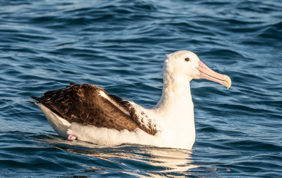 Northern Royal Albatross - ML647393501