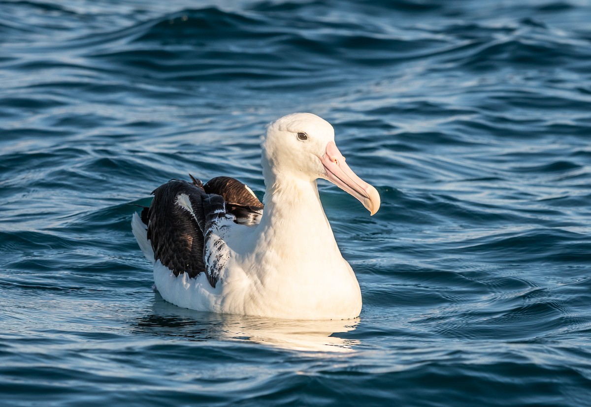 Northern Royal Albatross - ML647393502